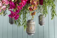 Staghorn Hanging 80cm