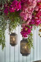 Staghorn Hanging 80cm