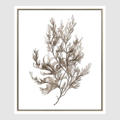 Coastal Botanical A Wall Art 52.5 x 62.5cm.