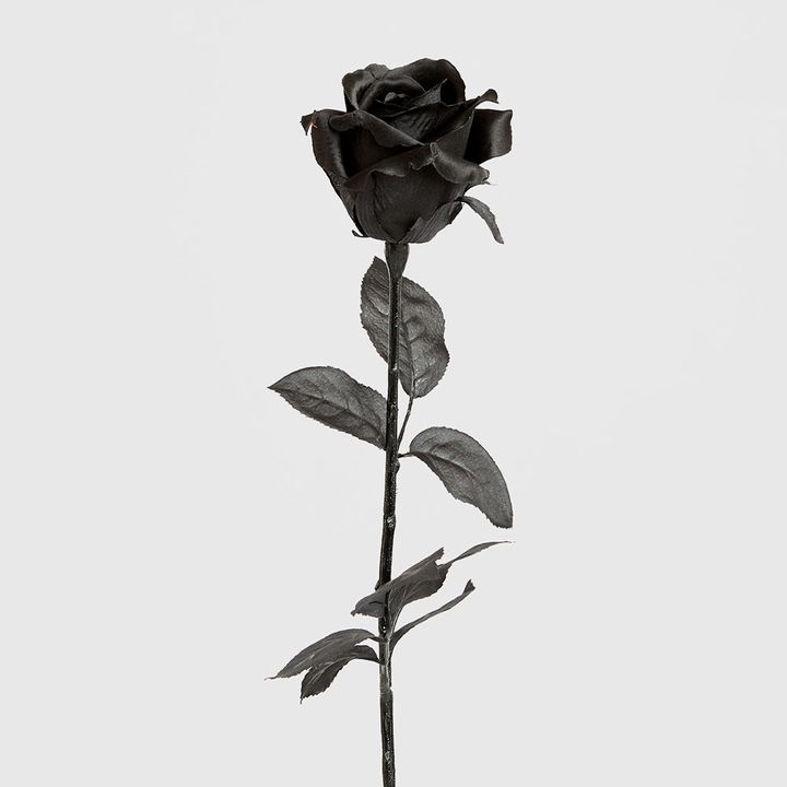 Long Stem Rose Black