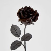 Long Stem Rose Black