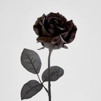 Long Stem Rose Black