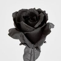Long Stem Rose Black