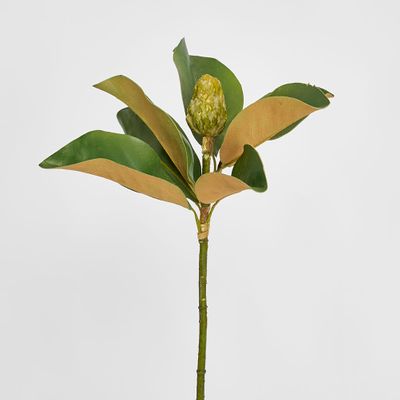 Magnolia Bud 60cm Green