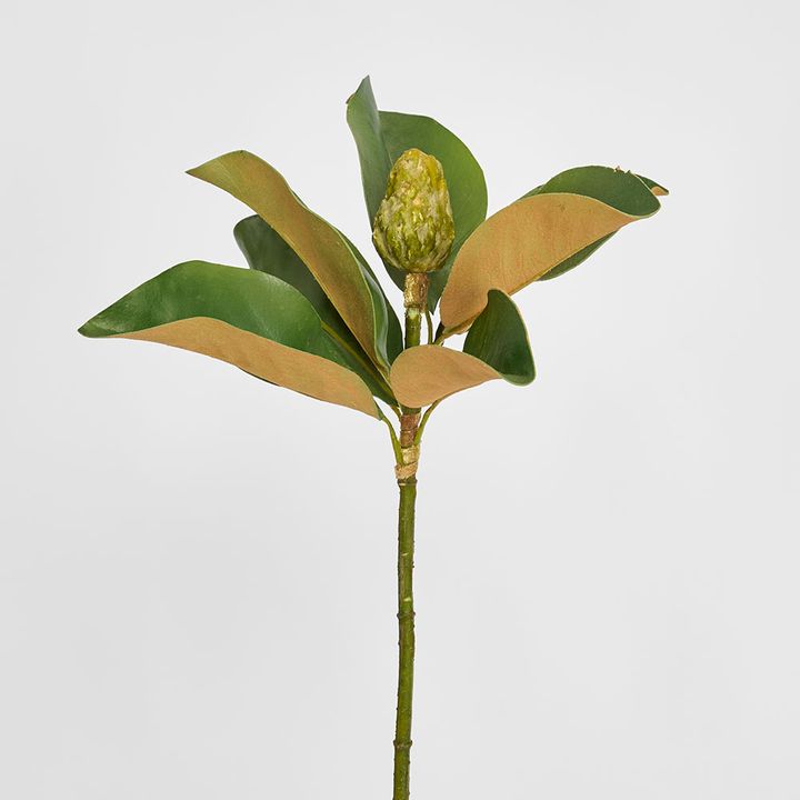 Magnolia Bud 60cm Green
