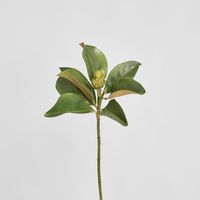 Magnolia Bud 60cm Green