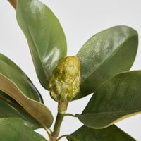 Magnolia Bud 60cm Green