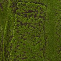 Moss Mat 100x100cm