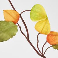 Chinese Lantern Spray Yellow