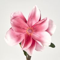 Magnolia Stem Pink