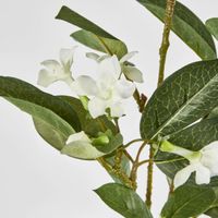 Stephanotis Floral Stem White