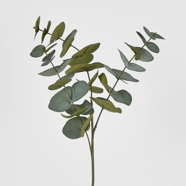 Eucalyptus Spray Grey Green