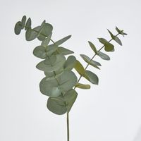 Eucalyptus Spray Grey Green