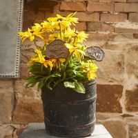 Vegetable Garden Stake Set of 8