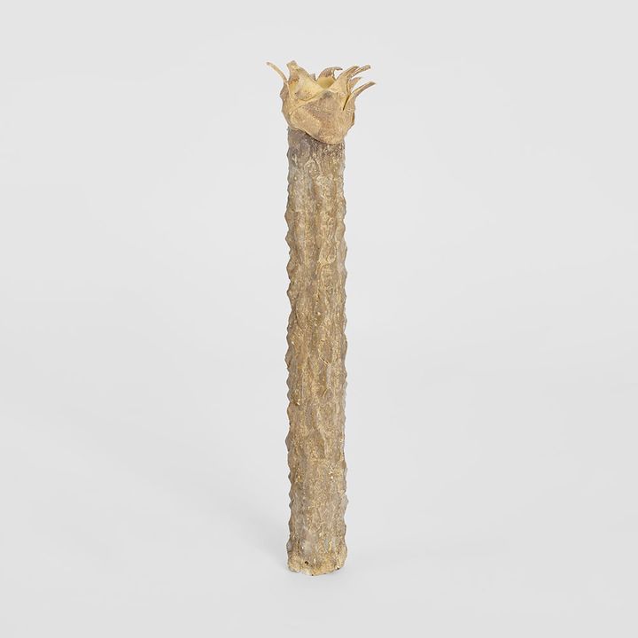 Fibreglass Rostrata Stem 40cm