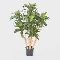 Dracaena Fragrans Tree W/251 Leaves Green