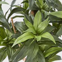 Dracaena Fragrans Tree W/251 Leaves Green