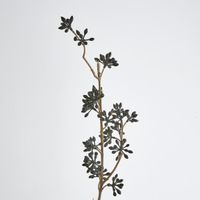 Eucalyptus Seed Spray Brown