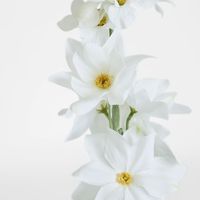Delphinium Flower Stem 88cm White