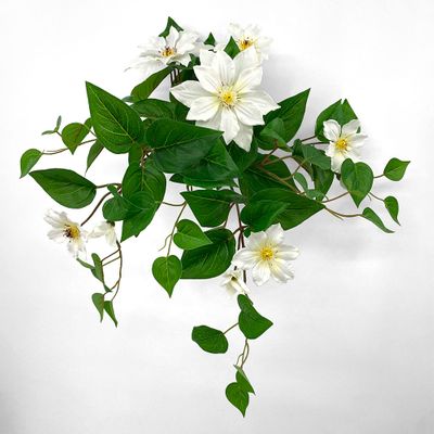 UV Trailing Clematis Bush White