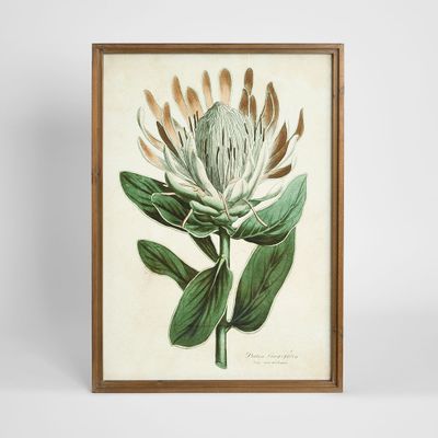Protea Study A Wall Art 50x70cm