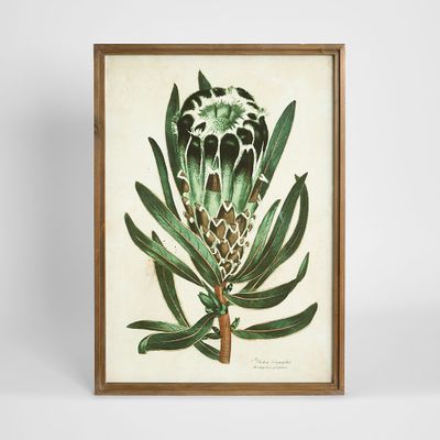 Protea Study B Wall Art 50x70cm
