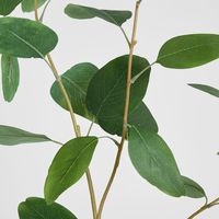 Eucalyptus Leaf Spray 87cm Green