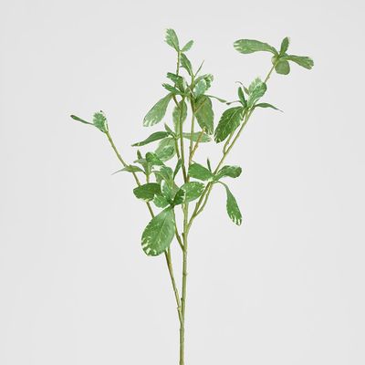 Pittosporum Leaf Spray Variegated 75cm