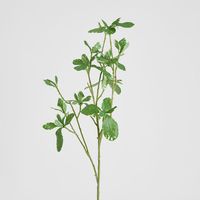 Pittosporum Leaf Spray Variegated 75cm