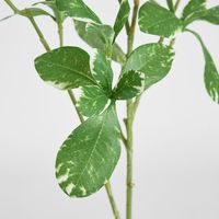 Pittosporum Leaf Spray Variegated 75cm