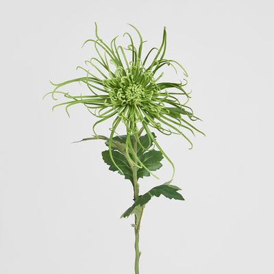 Spider Mum Floral Stem 71cm Green