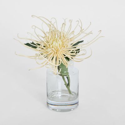 Spider Mum Stem in Vase 20cm Cream