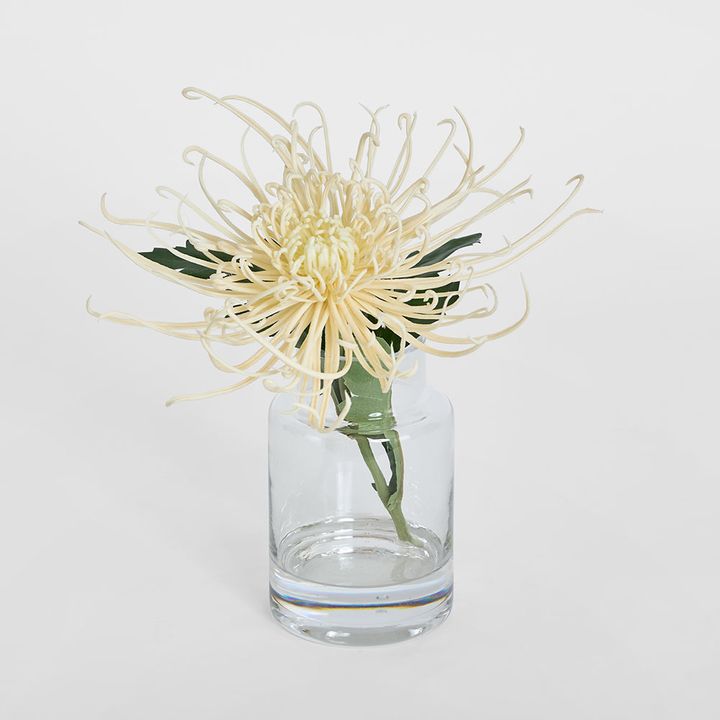 Spider Mum Stem in Vase 20cm Cream