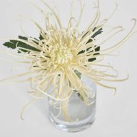 Spider Mum Stem in Vase 20cm Cream