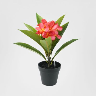 Potted Frangipani Red 34cm