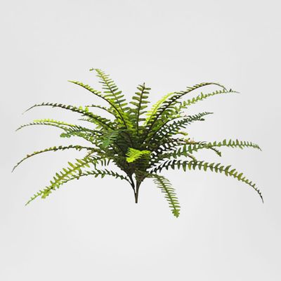 Boston Fern With 35 Leaves 48cm