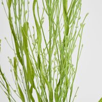 Fountain Grass Spray 66cm Green