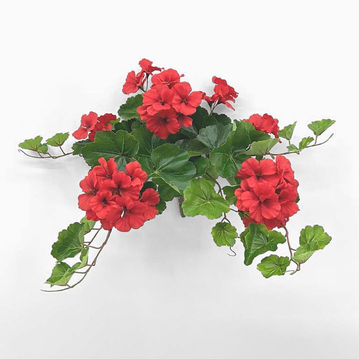 UV Trailing Geranium Bush Red