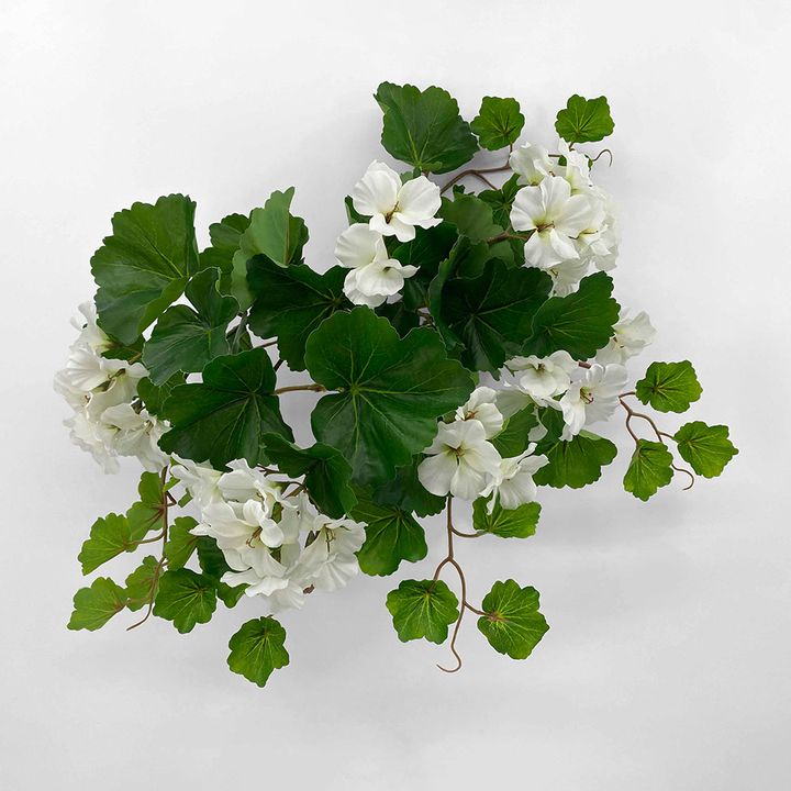 UV Trailing Geranium Bush White