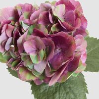Hydrangea Large Stem With Leaves 75cm Dark Pink