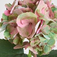 Hydrangea Large Stem With Leaves 75cm Light Pink