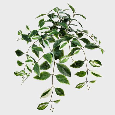 Hoya Hanging Bush Green and White 66cm