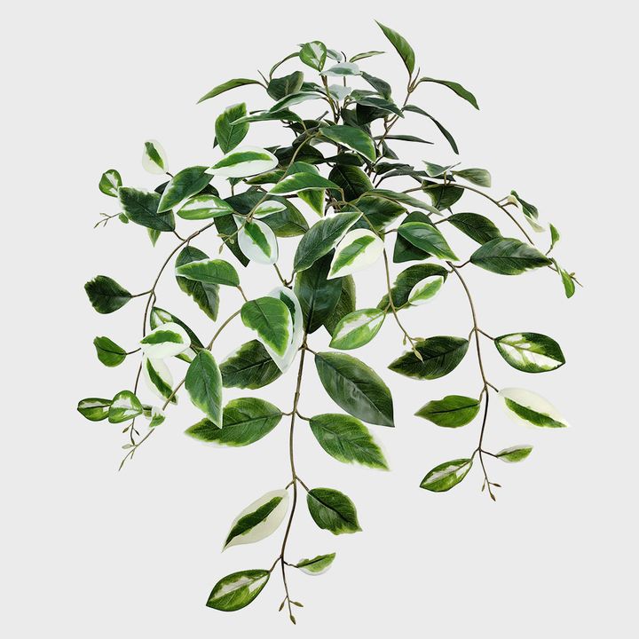 Hoya Hanging Bush Green and White 66cm