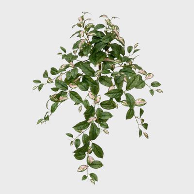 Hoya Hanging Bush Green and Pink 78cm