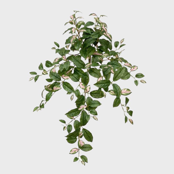 Hoya Hanging Bush Green and Pink 78cm