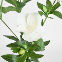 Helleborus Flower Spray 72cm White