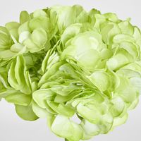 Soft Touch Hydrangea Flower Stem 75cm Green