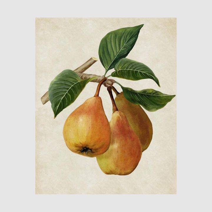 Botanical Pear Wall Art