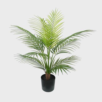 Areca Palm In Black Plastic Pot 60cm