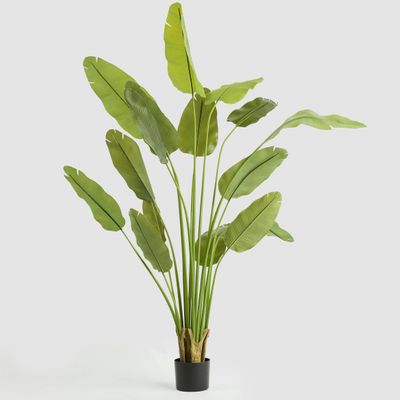 Bird of Paradise Real Touch 240cm